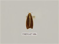 藏品(燈蛾科)的圖片